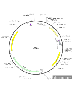 pLP2 PL84929 MiaoLingBio