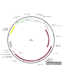 pLP1 PL84931 MiaoLingBio