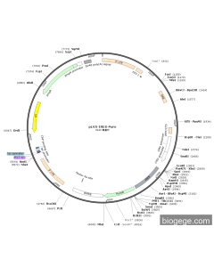 pLVX-IRES-Puro PL84936 MiaoLingBio