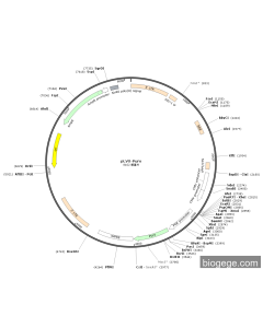 pLVX-Puro PL84938 MiaoLingBio