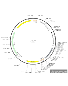 pAAV-MCS PL84941 MiaoLingBio