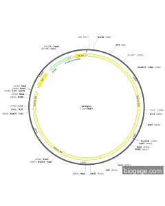 pHelper PL84944 MiaoLingBio