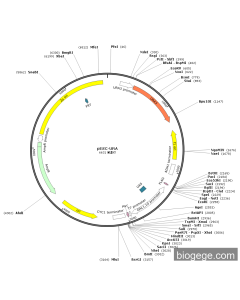pESC-URA PL84945 MiaoLingBio