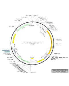 pCMV-HDAC2(human)-3×FLAG-Neo PL85049 MiaoLingBio