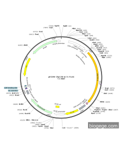 pECMV-Zfp128-m-3×FLAG PL85052 MiaoLingBio