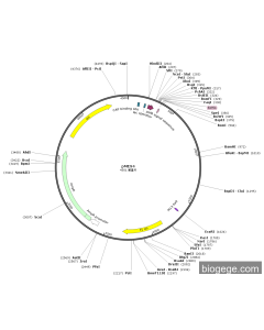 pMES4 PL85070 MiaoLingBio