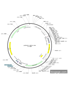 pCDNA3.1-MCS-6×His PL85072 MiaoLingBio