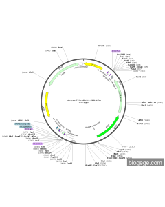 pSuper-FTOshRNA1-GFP-Neo PL85097 MiaoLingBio
