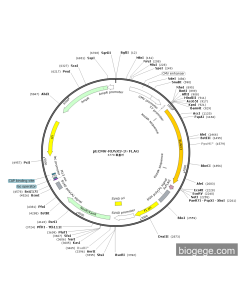 pECMV-RUNX3-3×FLAG PL85102 MiaoLingBio