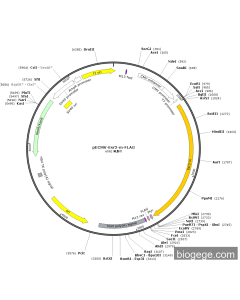 pECMV-Esr2-m-FLAG PL85117 MiaoLingBio