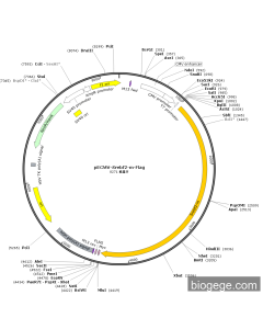 pECMV-Srebf2-m-FLAG PL85122 MiaoLingBio