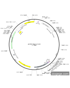 pECMV-Mapt-m-FLAG PL85129 MiaoLingBio