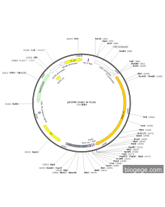pECMV-Irak1-m-FLAG PL85130 MiaoLingBio
