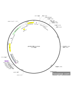 pECMV-Mllt4-m-FLAG PL85134 MiaoLingBio