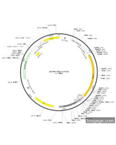 pECMV-Gfap-m-FLAG PL85138 MiaoLingBio