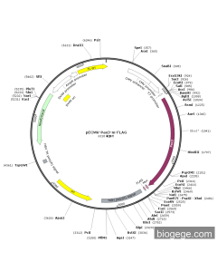 pECMV-Pax3-m-FLAG PL85140 MiaoLingBio