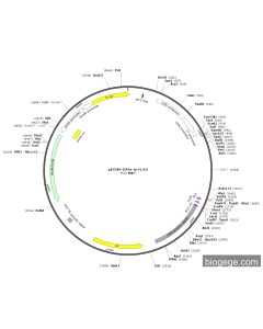 pECMV-Eif4e-m-FLAG PL85142 MiaoLingBio