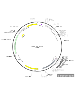 pECMV-Dlx5-m-FLAG PL85148 MiaoLingBio