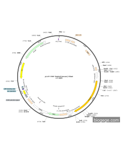 pLV3-CMV-Pnpla2(mouse)-Blast PL85149 MiaoLingBio
