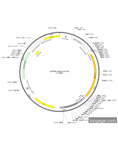 pECMV-Ngfr-m-FLAG PL85178 MiaoLingBio