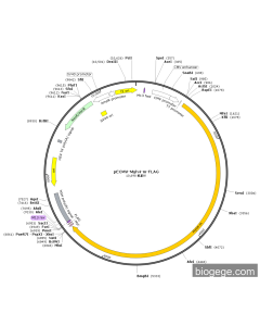pECMV-Myh4-m-FLAG PL85181 MiaoLingBio