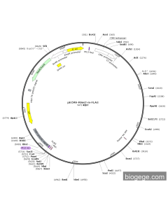 pECMV-Rims2-m-FLAG PL85182 MiaoLingBio