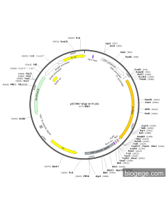 pECMV-Gfap-m-FLAG PL85183 MiaoLingBio