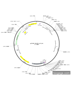 pECMV-Nfe2l2-m-FLAG PL85189 MiaoLingBio
