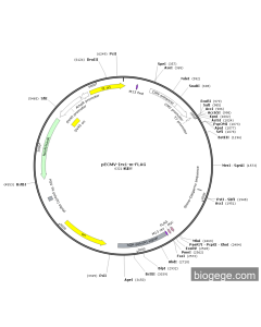 pECMV-Irx1-m-FLAG PL85194 MiaoLingBio