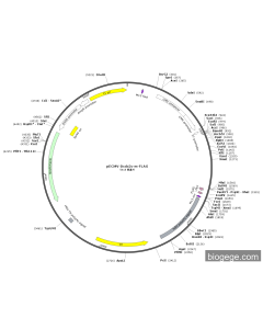 pECMV-Dcdc2c-m-FLAG PL85195 MiaoLingBio