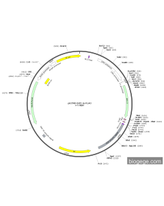pECMV-Bcl2-m-FLAG PL85196 MiaoLingBio