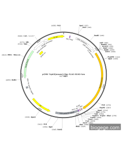 pCMV-Trp63(mouse)-Myc-FLAG-SV40-Neo PL85209 MiaoLingBio