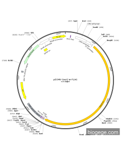 pECMV-Cecr2-m-FLAG PL85211 MiaoLingBio