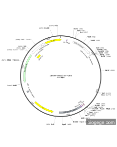 pECMV-Smad1-m-FLAG PL85219 MiaoLingBio