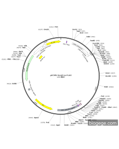 pECMV-Kcnj3-m-FLAG PL85224 MiaoLingBio