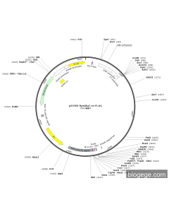 pECMV-Rps6ka1-m-FLAG PL85228 MiaoLingBio