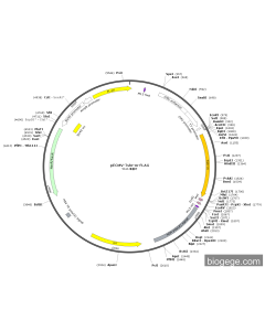 pECMV-Tshr-m-FLAG PL85230 MiaoLingBio
