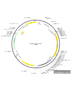 pECMV-Lclat1-m-FLAG PL85232 MiaoLingBio