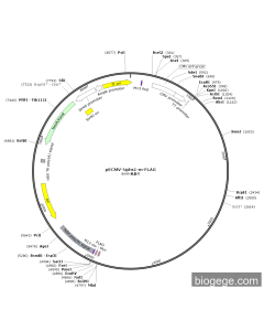 pECMV-Nphs1-m-FLAG PL85236 MiaoLingBio