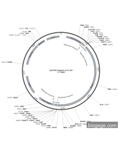 pECMV-Bmpr2-m-FLAG PL85237 MiaoLingBio