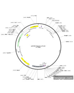 pECMV-Hspa5-m-FLAG PL85240 MiaoLingBio