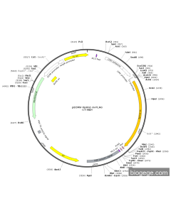 pECMV-Oprm1-m-FLAG PL85241 MiaoLingBio