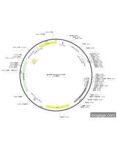 pECMV-Cxcl13-m-FLAG PL85242 MiaoLingBio