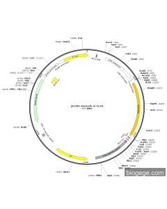 pECMV-Adora2b-m-FLAG PL85243 MiaoLingBio
