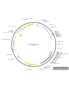 pECMV-Ascl1-m-FLAG PL85282 MiaoLingBio