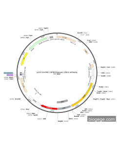 pLVX-EnCMV-TAPBP(human)-IRES-mCherry PL85307 MiaoLingBio