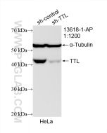 TTL Polyclonal antibody proteintech 13618-1-AP