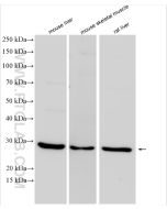 FNDC5 Polyclonal antibody proteintech 23995-1-AP