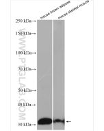 UCP1 Polyclonal antibody proteintech 23673-1-AP