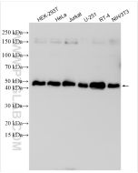 ZNF787 Polyclonal antibody proteintech 31934-1-AP